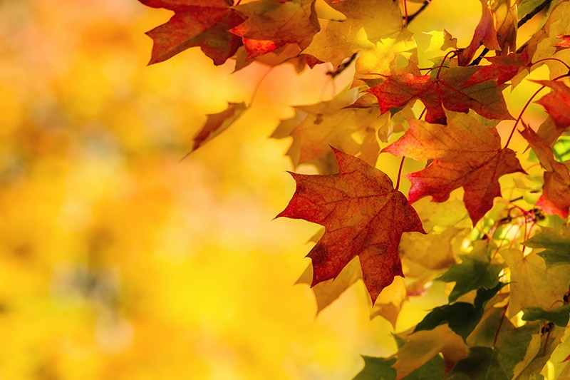Close up of maple leaves in the autumn, Fall HVAC Maintenance | Furnaces, Heat Pumps | Santa Clara, CA