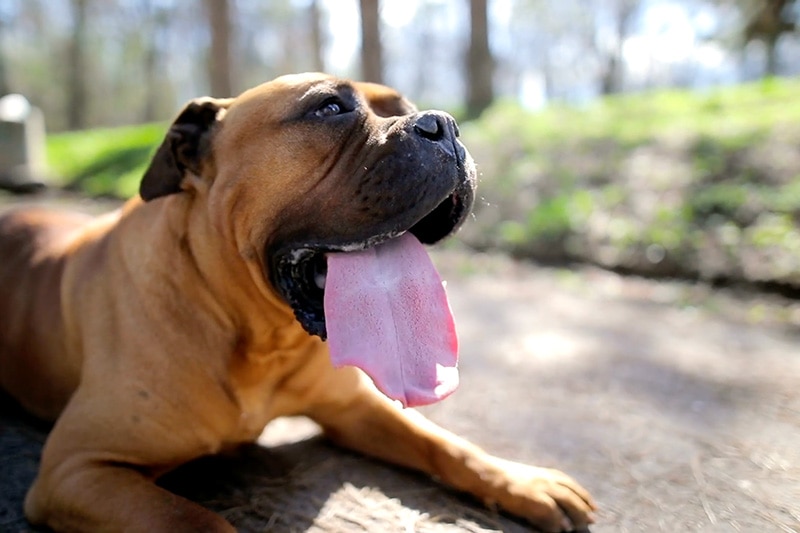 Dog with tongue out