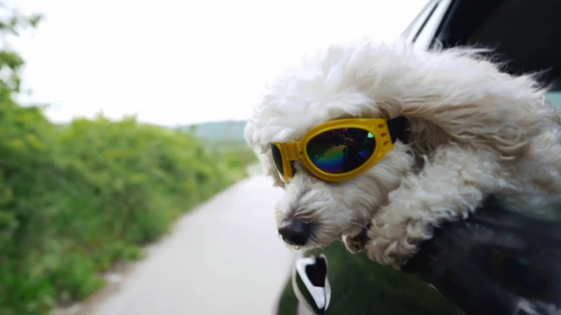 dog leaning out of a car window