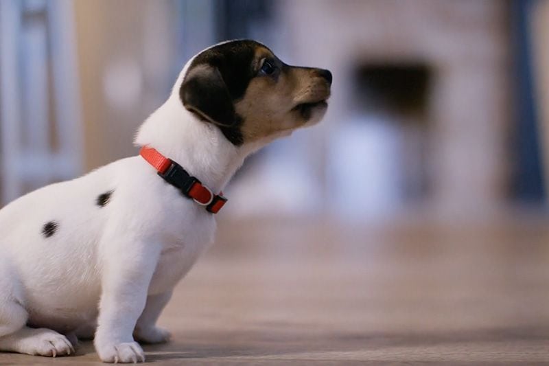 Video - Does Indoor Air Quality Affect My Pet? Image of small puppy.